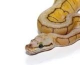 Baby Scaleless Head Ball Python