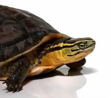 Sulawesi Asian Box Turtle