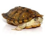 Hybino Red Ear Slider Turtle