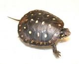 Baby Spotted Turtle