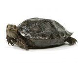 Baby Burmese Black Mountain Tortoise