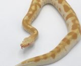 Sumatran Blood Python