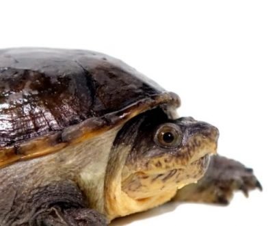 Mexican Musk Turtle