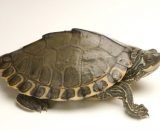 Pearl River Map Turtle