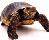 Yearling Redfoot Tortoise