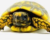 Yellowfoot Tortoise for sale