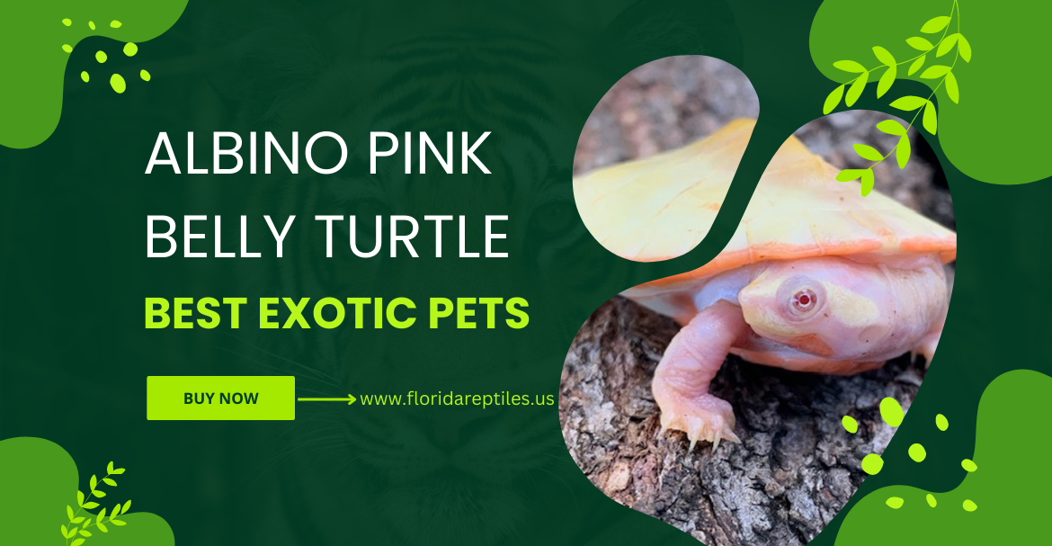 The Fascinating World of Albino Pink Belly Turtle