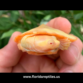 Albino pink belly turtle