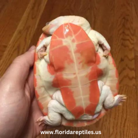 albino pink belly turtle
