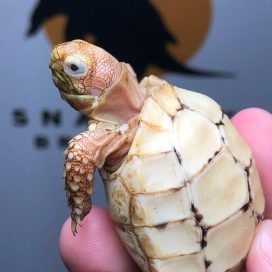 Caramel Leopard Tortoise