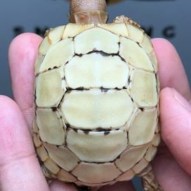 Caramel Leopard Tortoise