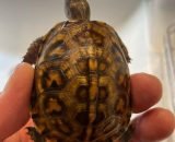 Gulf Coast Box Turtle