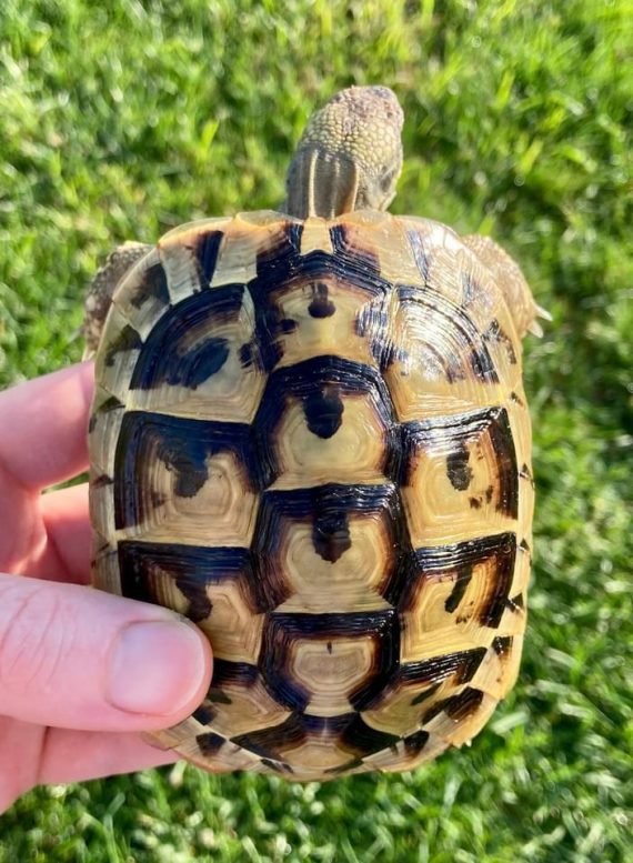 Juvenile Hermann's Tortoise