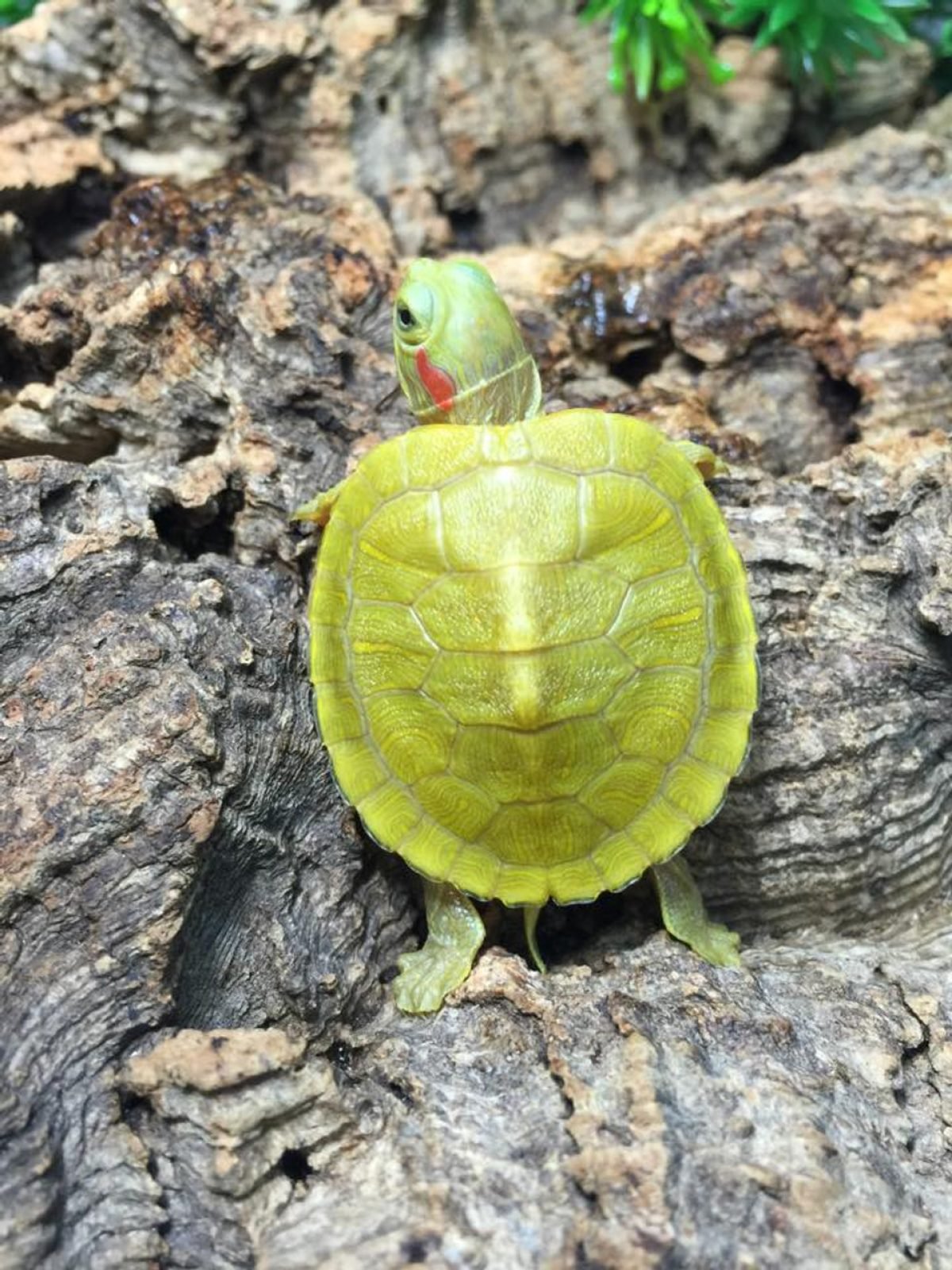 Buy albino hot sale turtle