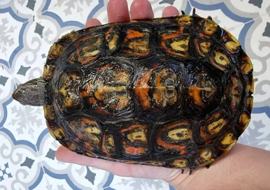 Ornate Wood Turtle