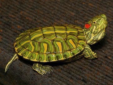 Red Bellied Slider Turtle