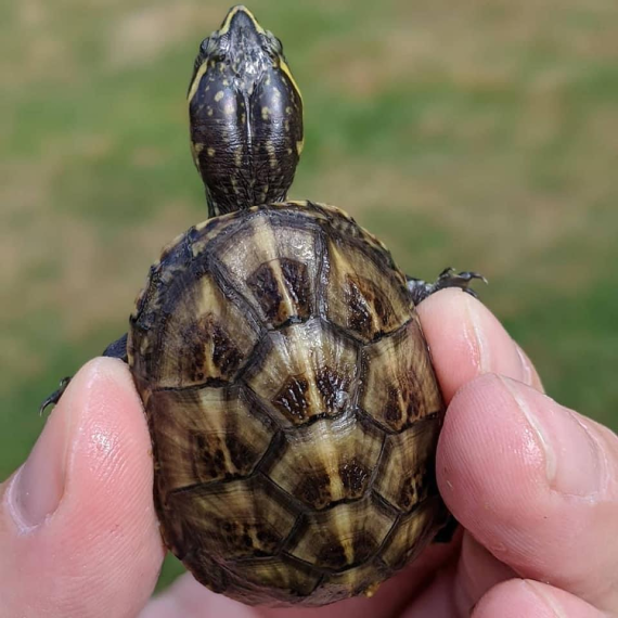 Three Striped Mud Turtle