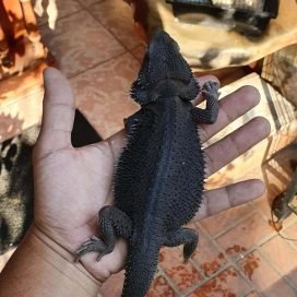 Black Bearded Dragon