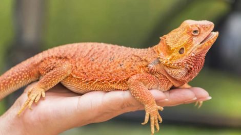 Bearded dragons colors 2023 - Buy Beautiful Reptiles Online