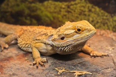 Bearded dragons colors 2023 - Buy Beautiful Reptiles Online