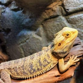 Bearded dragons colors 2023 - Buy Beautiful Reptiles Online