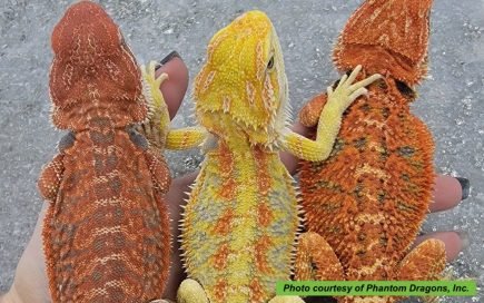Bearded dragons colors 2023 - Buy Beautiful Reptiles Online