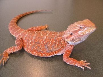 Black Bearded Dragon