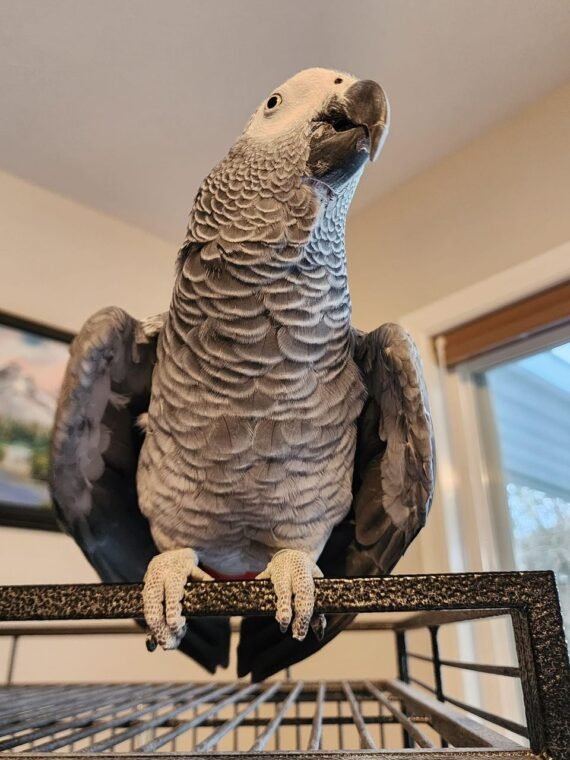 African Grey Parrots for sale | San Francisco CA