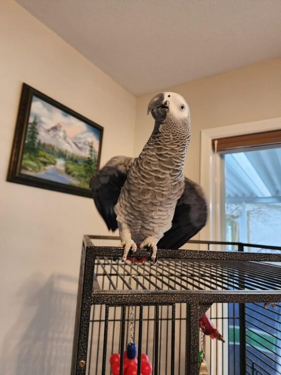 African grey parrots available at affordable prices $1200