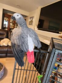 African Grey Parrot Prices 2024: Purchase Cost, Supplies, and More! - A-Z Animals