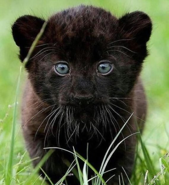 Black Panther Cubs For Sale