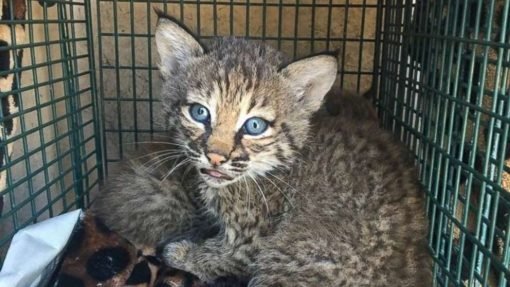 Bobcats kittens For Sale3 510x287 1