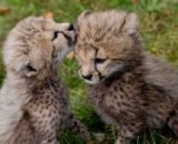 Buy Cheetah Cubs2 510x340 1