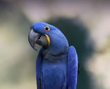 Hyacinth Macaw2