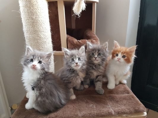 Maine Coon cat for sale 533x400 1