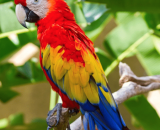 Scarlet Macaw3