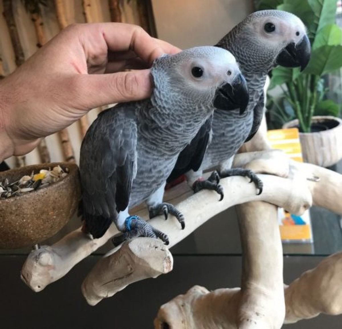 Baby parrots for sale deals near me