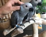 hand reared baby african grey parrots for sale 5f99c9eddb23a 510x491 1