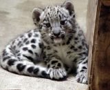 snow leopard cubjpg ad9211c0ce09c5ad 533x400 1