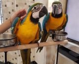 super tame blue and gold macaw babies 5fcd22d5004d7 600x800 1