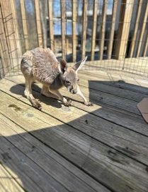 Eastern Gray Kangaroo