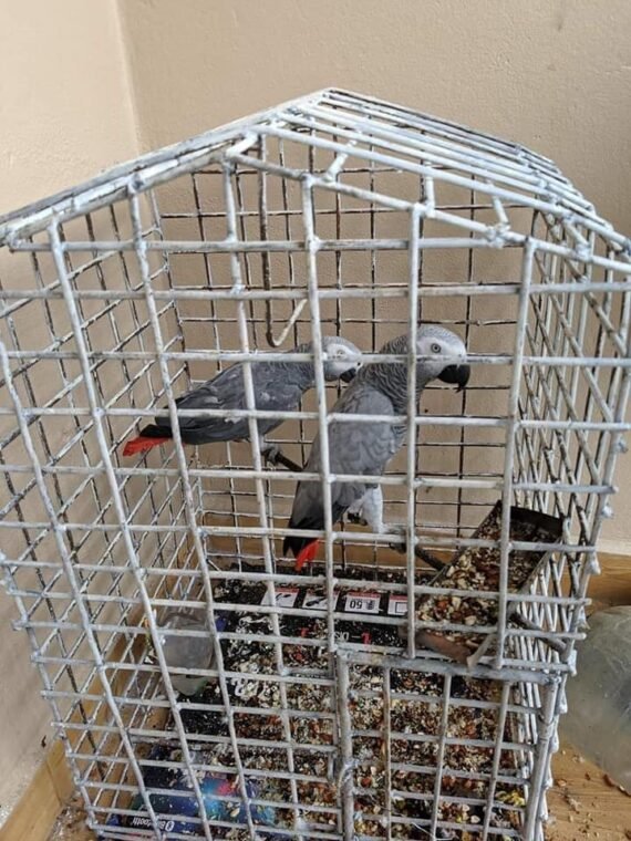 African Grey Parrots For sale in Pennsylvania