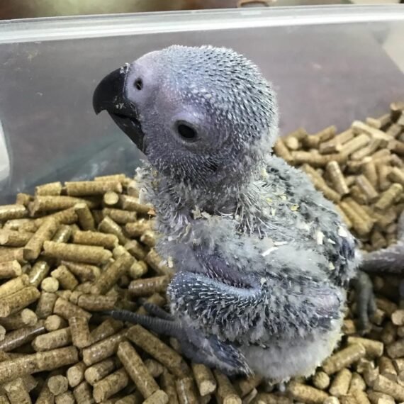 baby african grey for sale