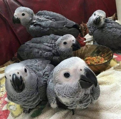 baby African Grey For Sale