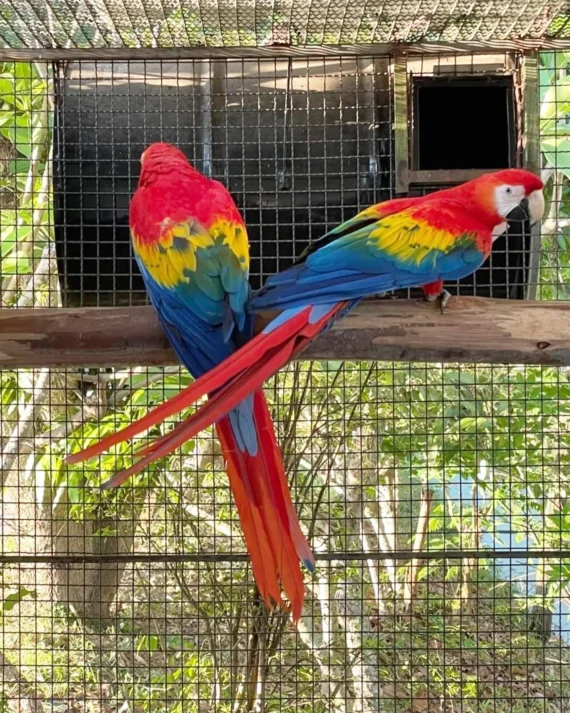 FEMALE SCARLET MACAW FOR SALE