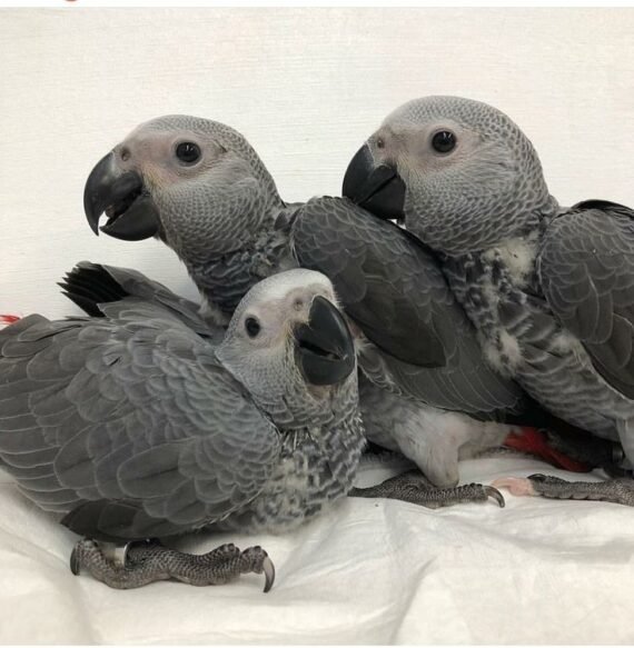 baby african grey parrot for sale