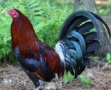 Lacey Roundhead Rooster