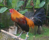 Peruvian Rooster
