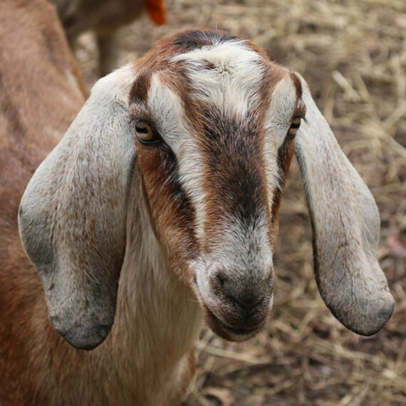 Goat IG