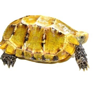 Impressed Tortoise for Sale